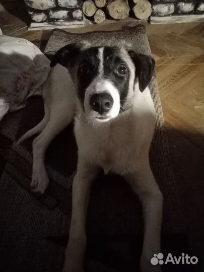 Добрая собака в хорошие руки