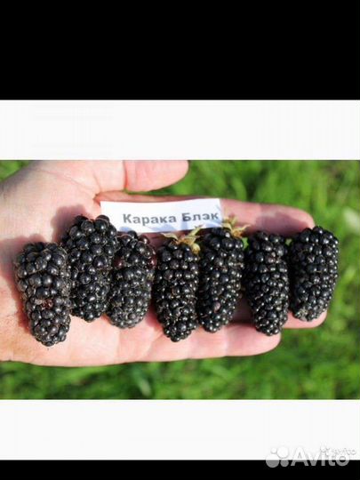 Саженцы ежевики