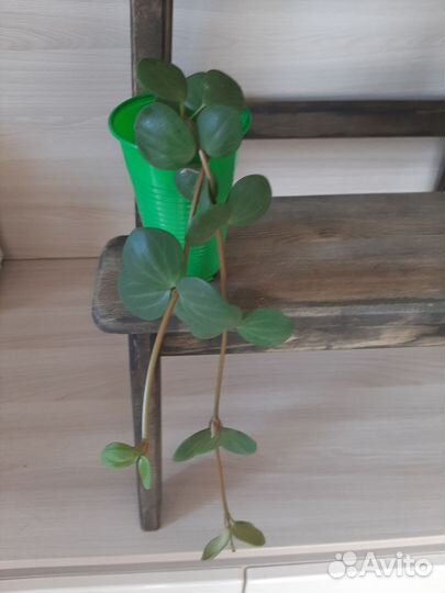 Пеперомия Тетрафилла Хоуп