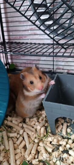 Сирийский хомяк бесплатно