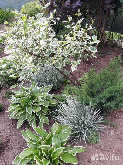 Туя Тедди, цветы и кусты