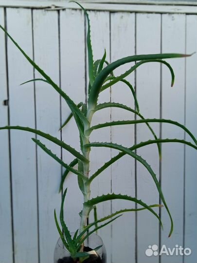 Алоэ (древовидный)