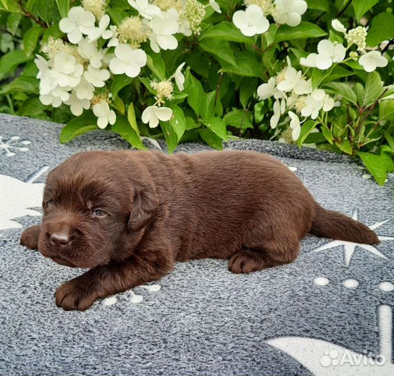 Щенки лабрадора