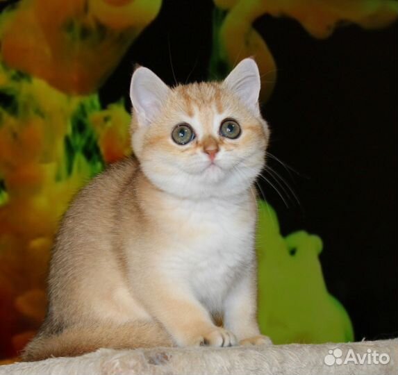 Шотландские золотые шиншиллы