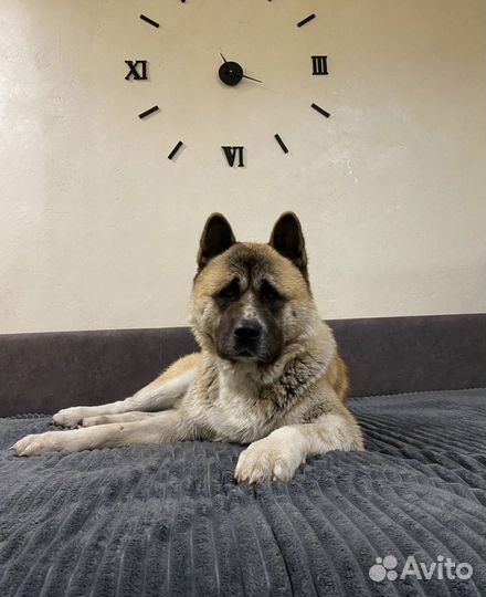Кобель для вязки