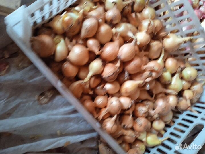 Лук семейный на посадку