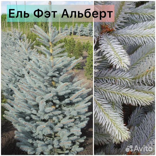 Ель Хупси, Глаука Глобоза, Лаки Страйк, Акрокона