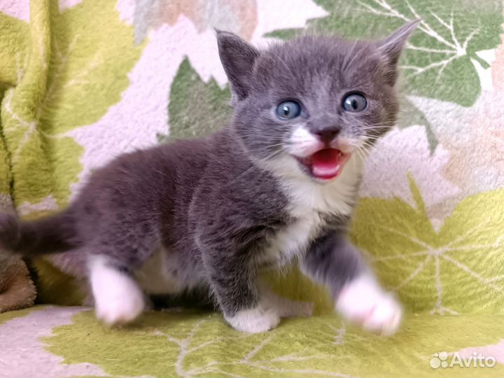 Отдам котят в добрые руки
