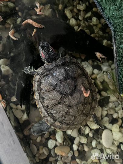 Красноухая черепаха с аквариумом