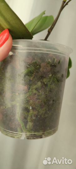 Орхидея фаленопсис пелорик/бабочка