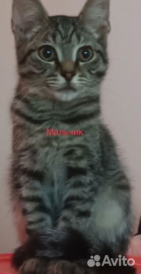 Отдам котят