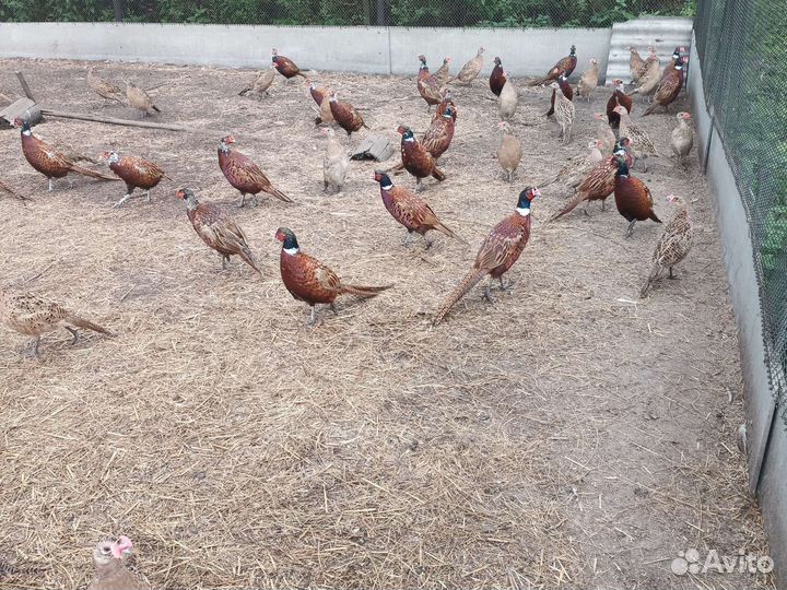 Фазан охотничий