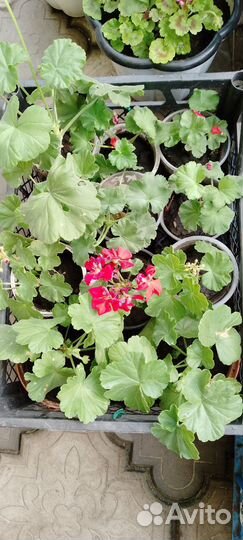 Пеларгония герань, многолетники