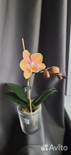 Орхидея фаленопсис биг лип