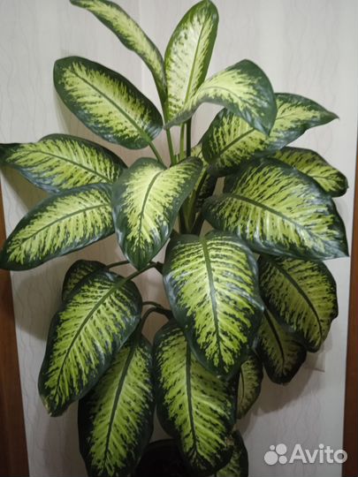 Диффенбахия