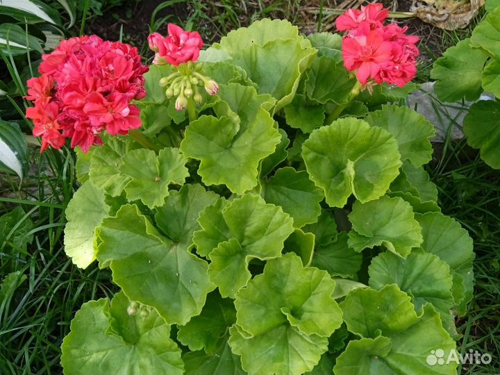 Герань розовая, красная, красная розебудная