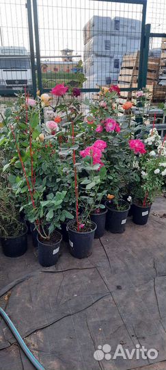 Кустовые розы саженцы