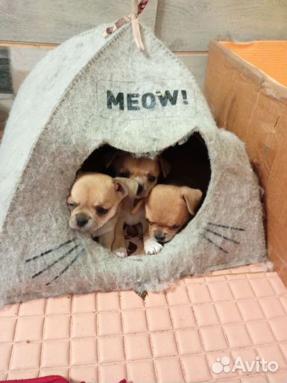 Щенки чихуахуа