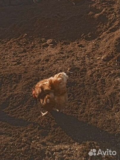 Домашняя птица