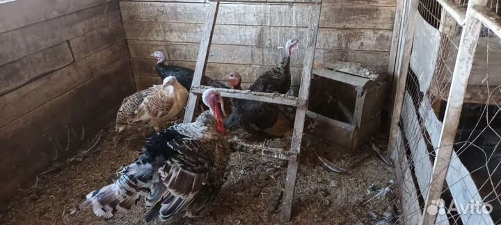 Семья индюков