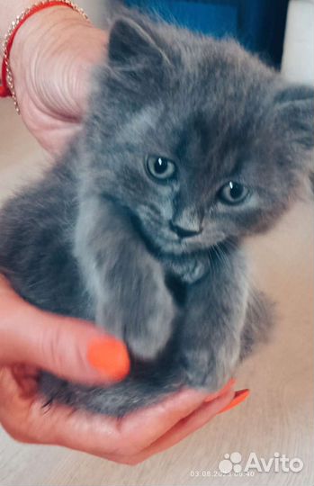 Котёнок (девочка )