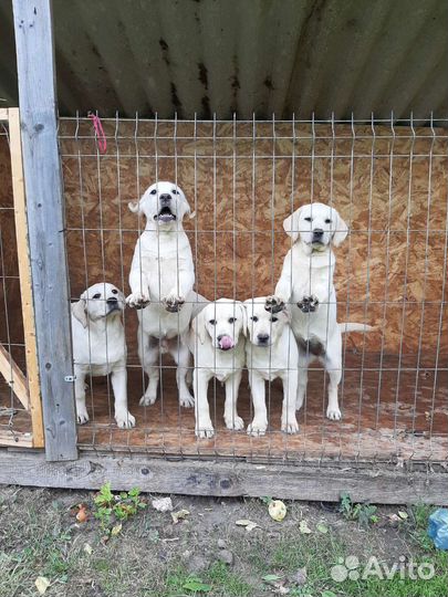 Щенки лабрадора