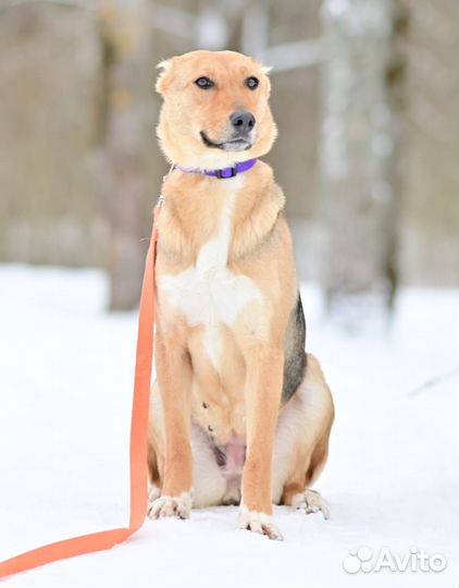 Собака в добрые руки отдам бесплатно