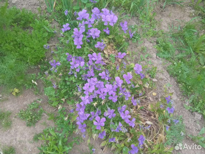 Многолетние садовые цветы