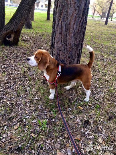 Вязка бигль