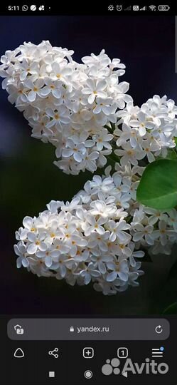 Многолетники для сада. Цветы садовые, кустарники