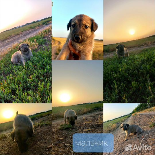 Собака в добрые руки щенок