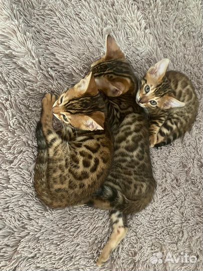 Бенгальские котята