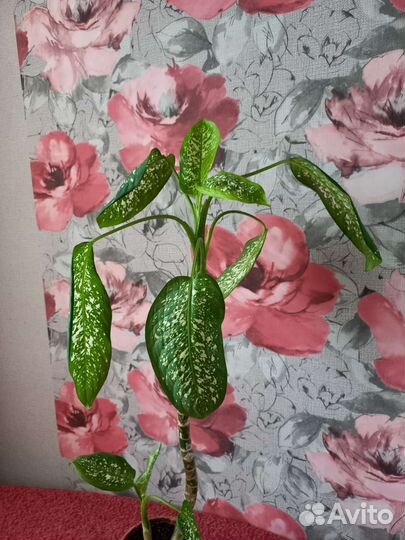 Диффенбахия