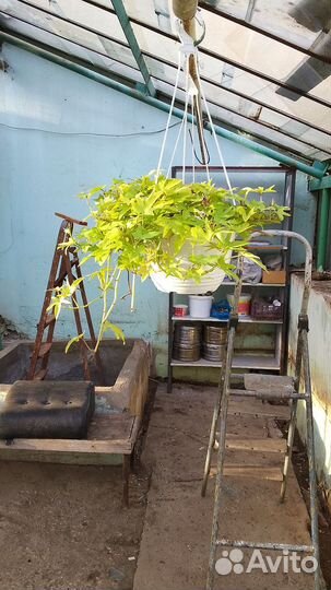 Ипомея батат