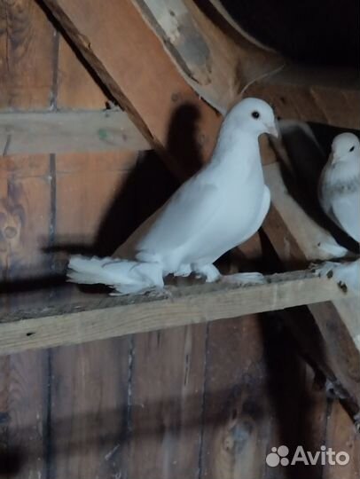 Голуби