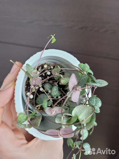 Циропегия Вуду