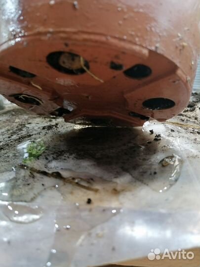 Павловский лимон