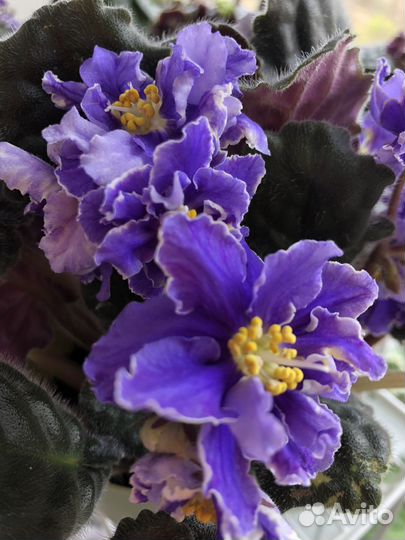 Фиалки сортовые