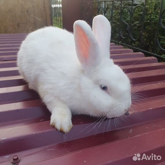 Чистопородные кролики