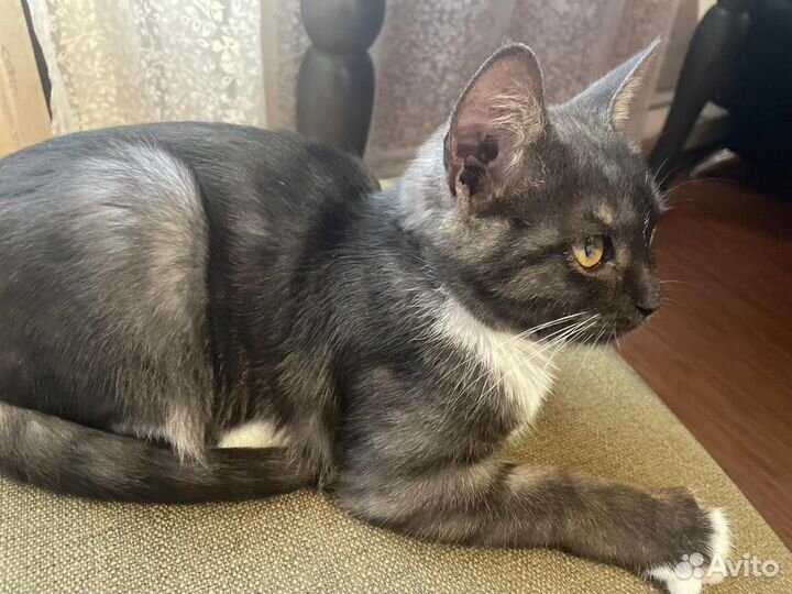 Шотландская кошка