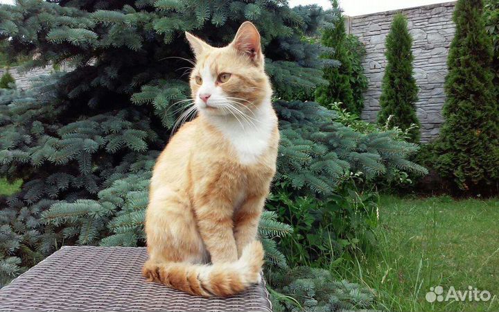 Кошка в дар