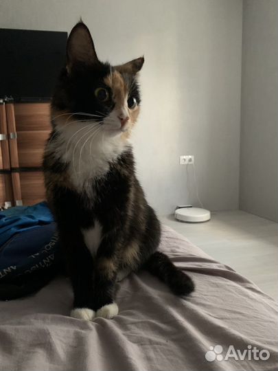 Кошка в дар