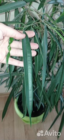 Фикус Али 2 шт в горшке 0.75 л