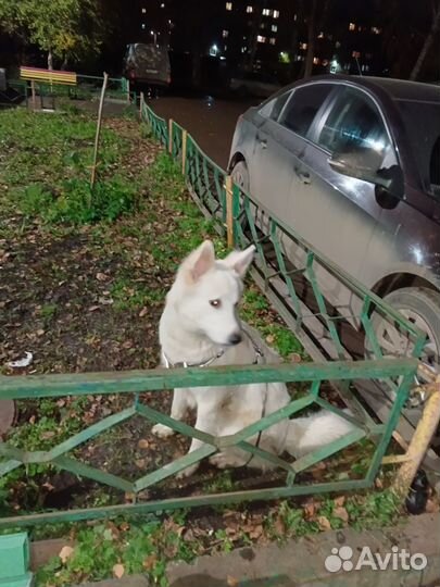 Собака. Добрая. Отдам в хорошие руки