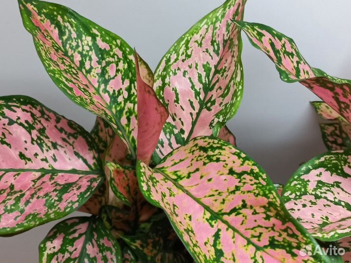 Аглаонема споттед