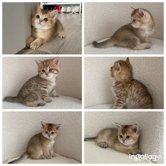 Золотая шиншилла