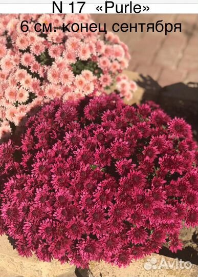 Хризантема мультифлора