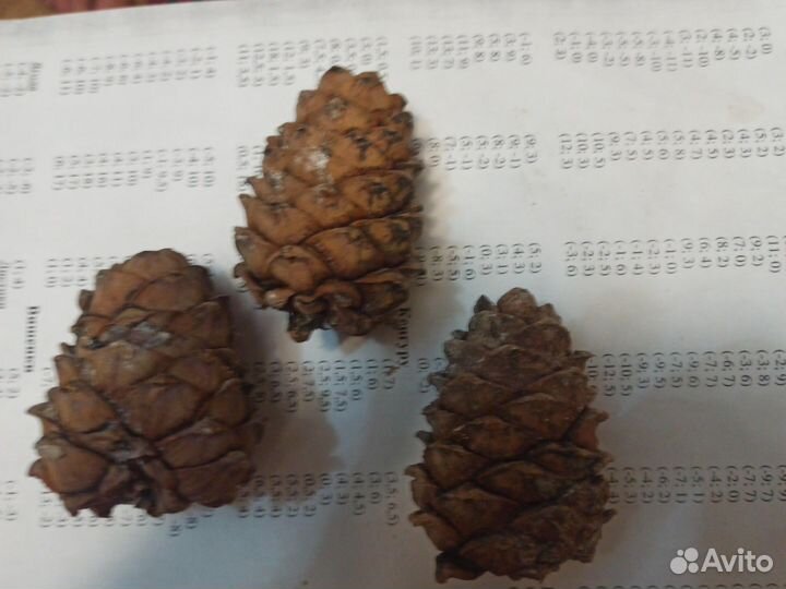 Свежая рыба