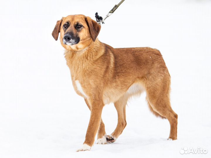 Собака бесплатно