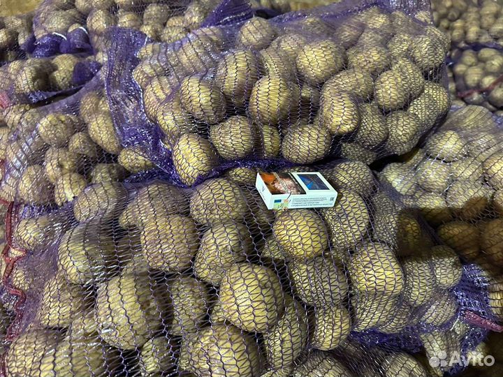 Картофель гала